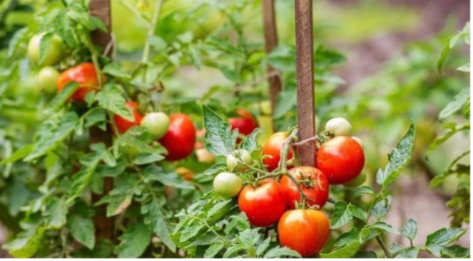 Jardin en permaculture